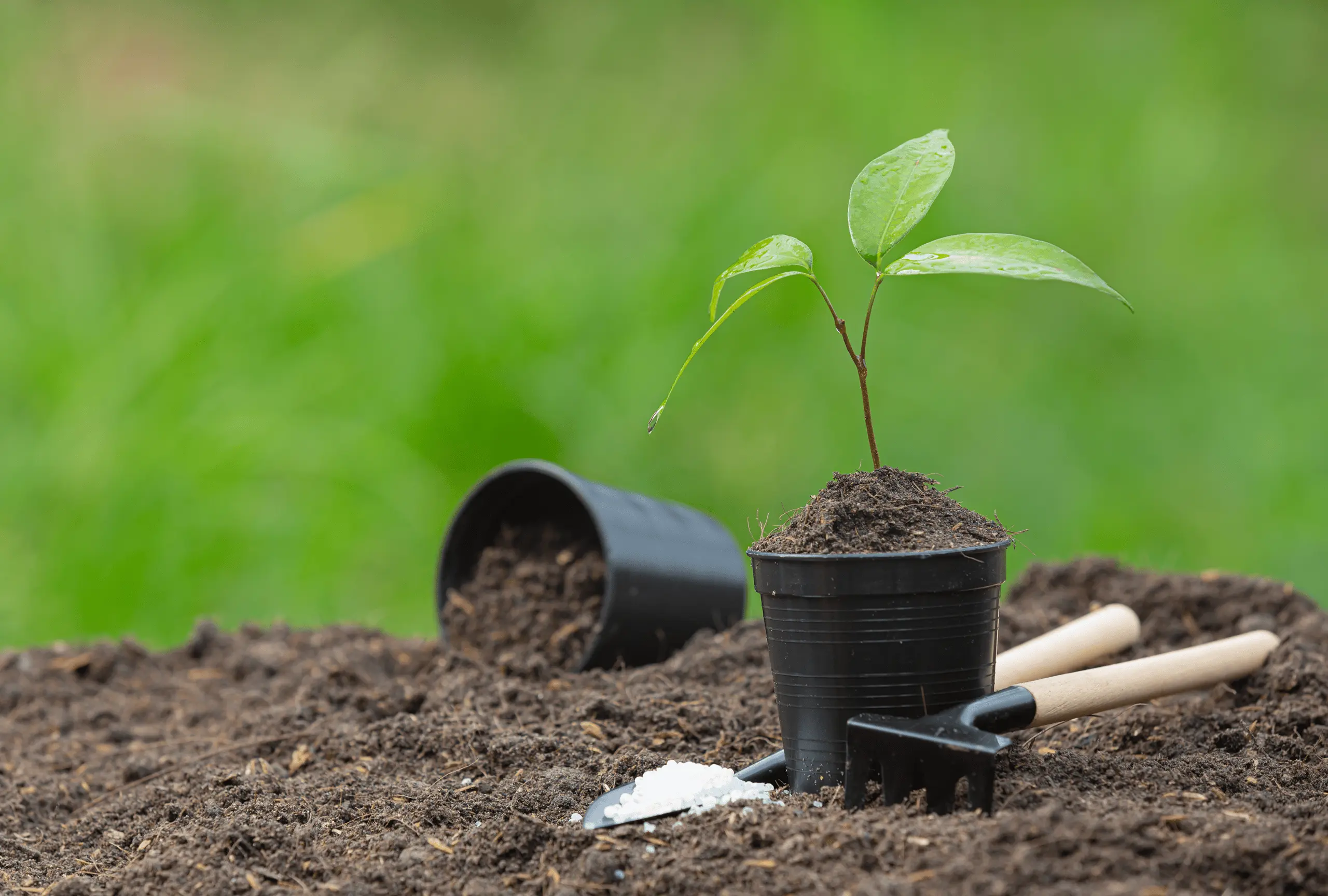 Trees plantation
